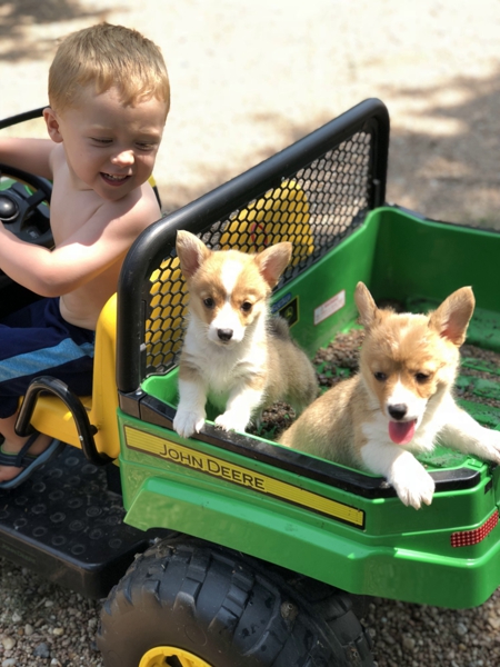 creek side kennels oberlin, ks kansas son and puppies