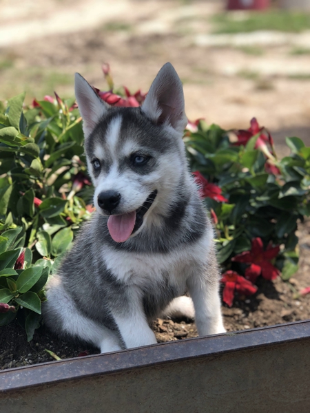 Creek Side Kennel Oberlin KS husky puppy