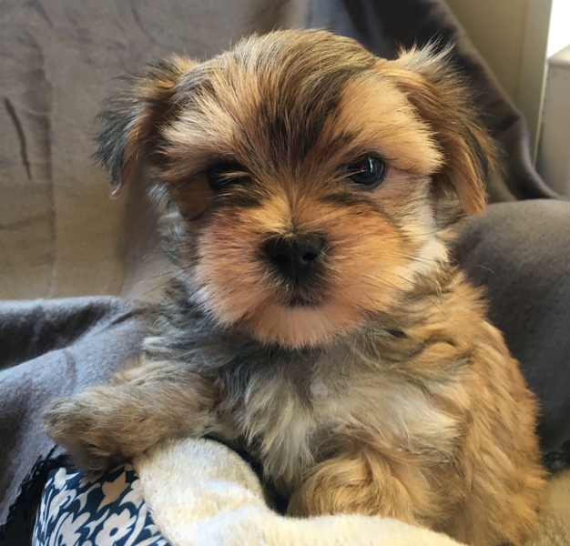 creek side kennels oberlin ks kansas pup