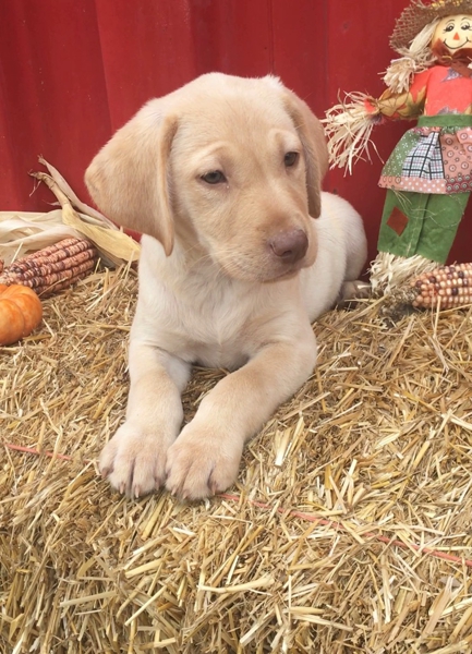 Creek Side Kennel Oberlin, KS pup4