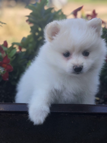 Creek Side Kennel Oberlin, KS kansas white pup