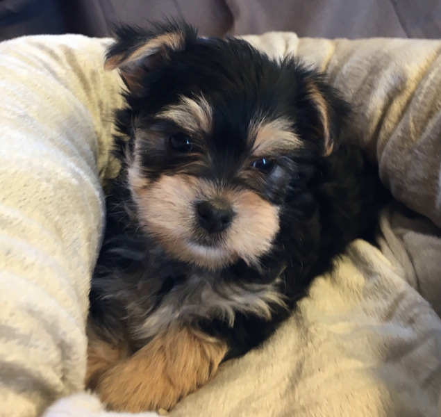 Creek Side Kennel Oberlin, KS yorkie